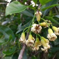 Cordia oblongifolia Thwaites